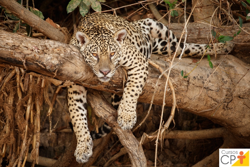 64df77066e6fe_biomas-do-brasil-amazonia-cpt